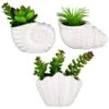 B&M Scandi Shore Small Shell Succulent 2 B&M Scandi Shore Small Shell Succulent -B&M 380110 small shell succulent group