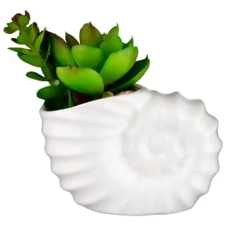 B&M Scandi Shore Small Shell Succulent 9 B&M Scandi Shore Small Shell Succulent - Image 7