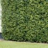 Bloom Buxus Artificial Hedge Screening 4pk 2 Bloom Buxus Artificial Hedge Screening 4pk -B&M 381711 artificial buxus hedge screening 1mx1m 2